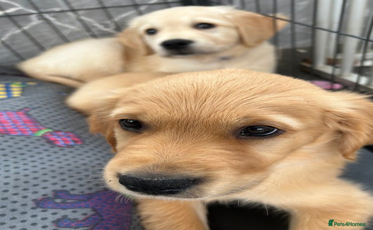 Golden Retriever dogs - Advert 11