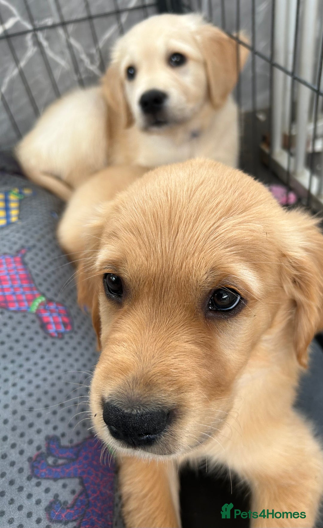 Golden Retriever dogs for sale: Kc registered Golden Retriever puppies available  - Image 4