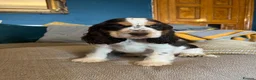 Cocker Spaniel dogs for sale: Show Type Cocker Spaniel Puppies - Advert 14