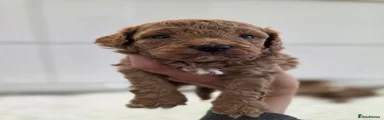 Cavapoo 1