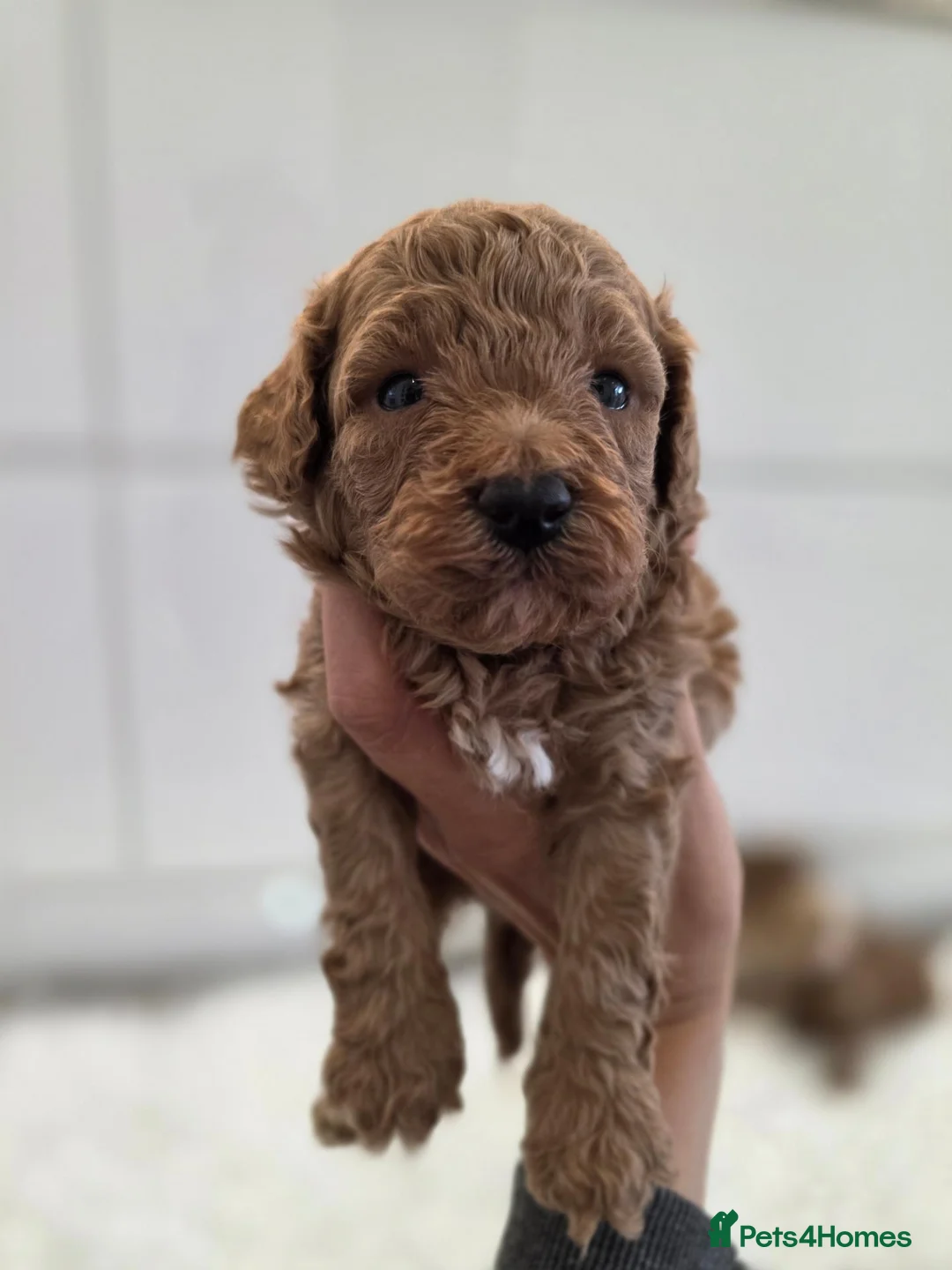 Cavapoo dogs for sale: Beautiful f1b cavapoo babies - Advert 16