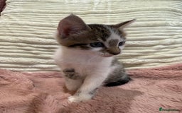 Oriental cats for sale: Super Friendly Little Boy - Image 4