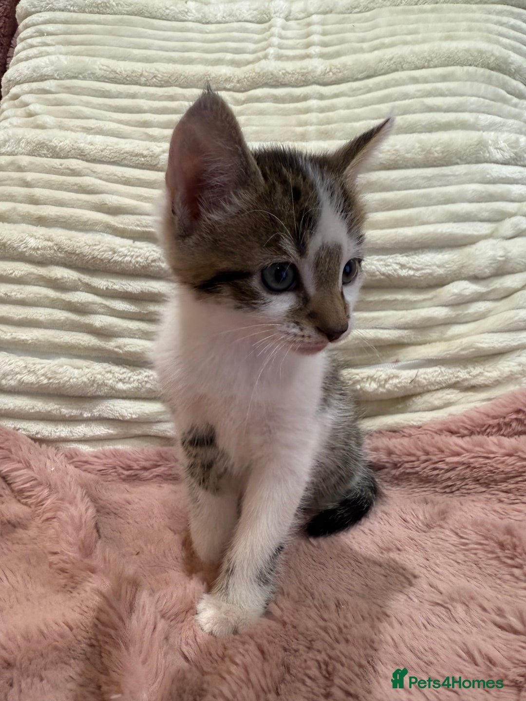 Oriental cats for sale: Super Friendly Little Boy - Image 4