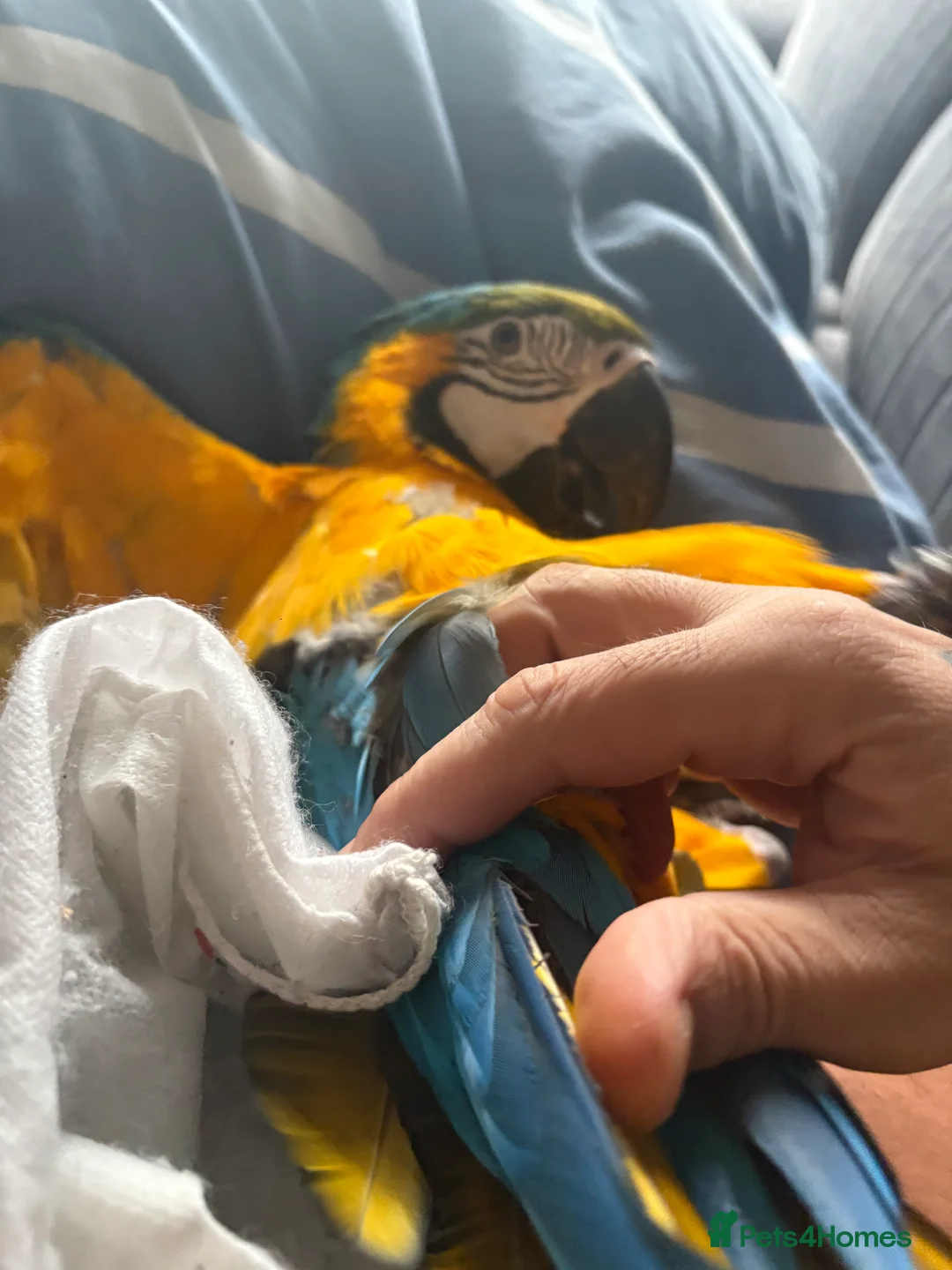 Macaws birds for sale: Macaw parrot  - Advert 2