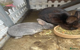 English rabbits for sale: Mixed bunnies - Image 3