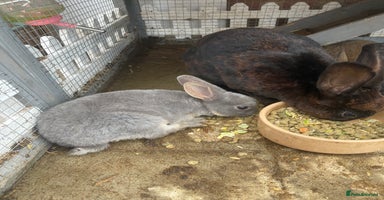 English rabbits - Advert 15