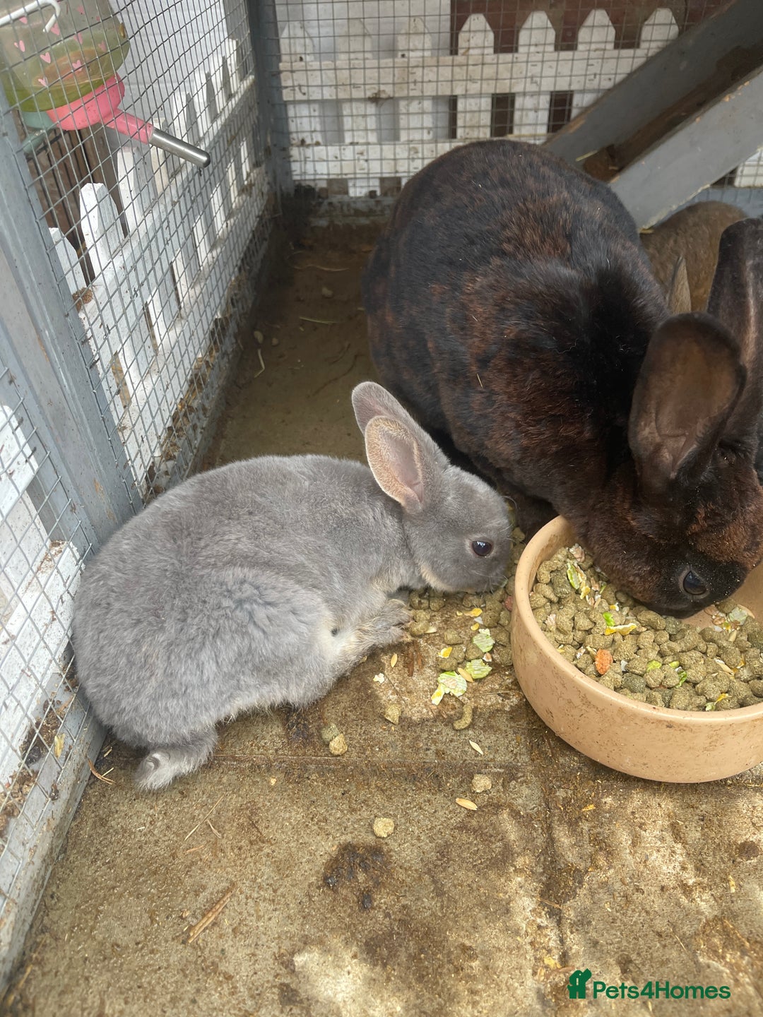 English rabbits for sale: Mixed bunnies - Image 3