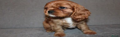 Cavalier King Charles Spaniel Puppy 1