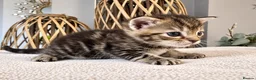 Domestic Shorthair cats for sale: Beautiful Home-Raised Black, Tabby &Torbie Kittens in Barnsley - Advert 15