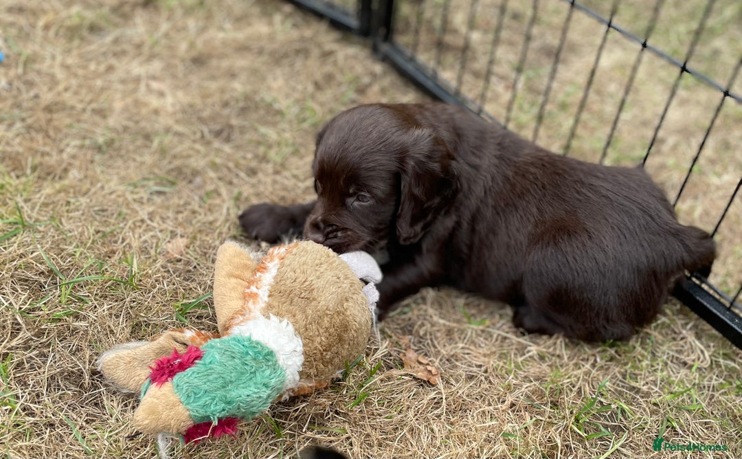 Cocker Spaniel dogs for sale: Working Cocker Spaniel puppies - Image 8
