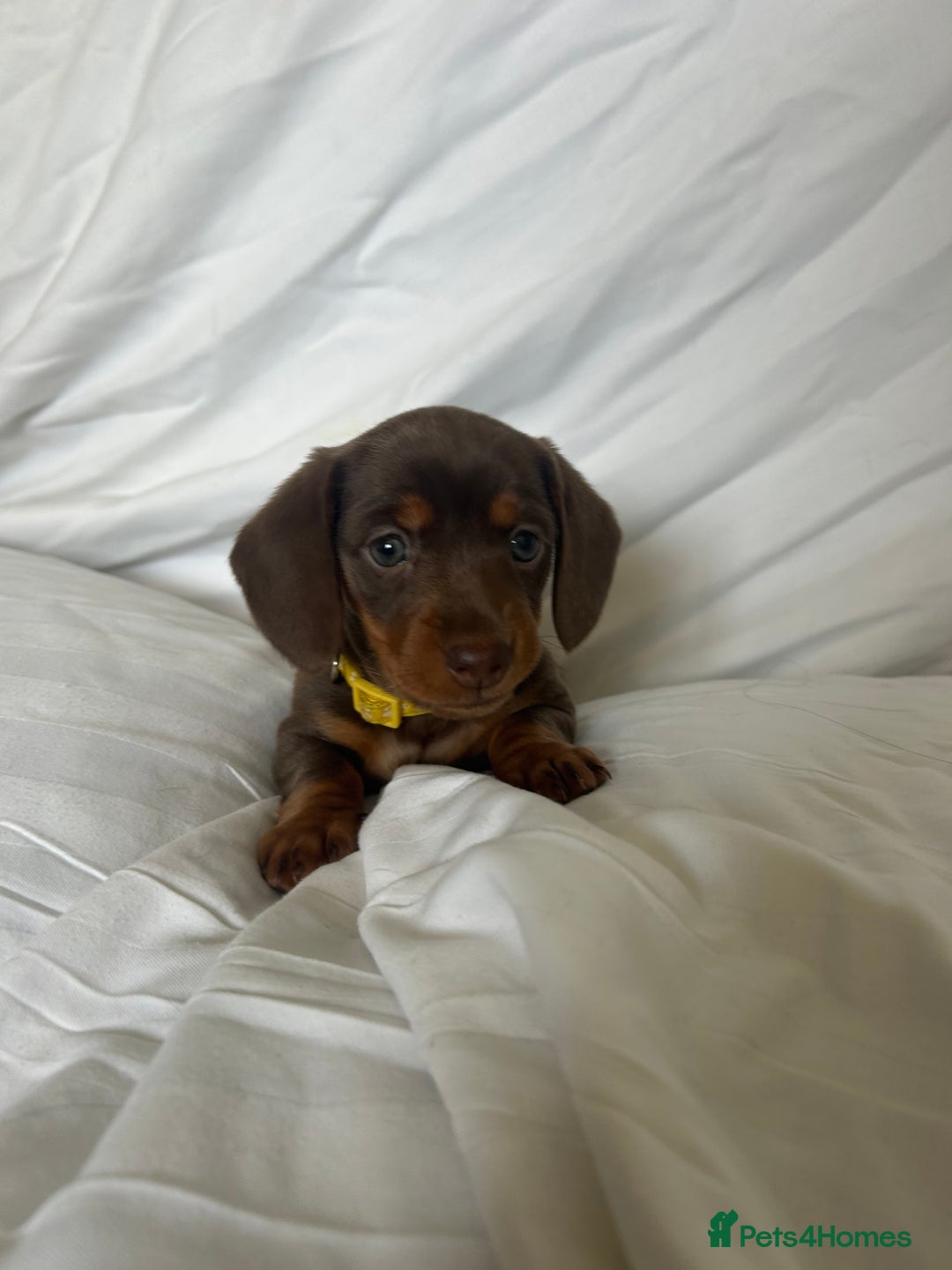 Miniature Dachshund dogs for sale: Stunning miniature dachshunds - Image 6