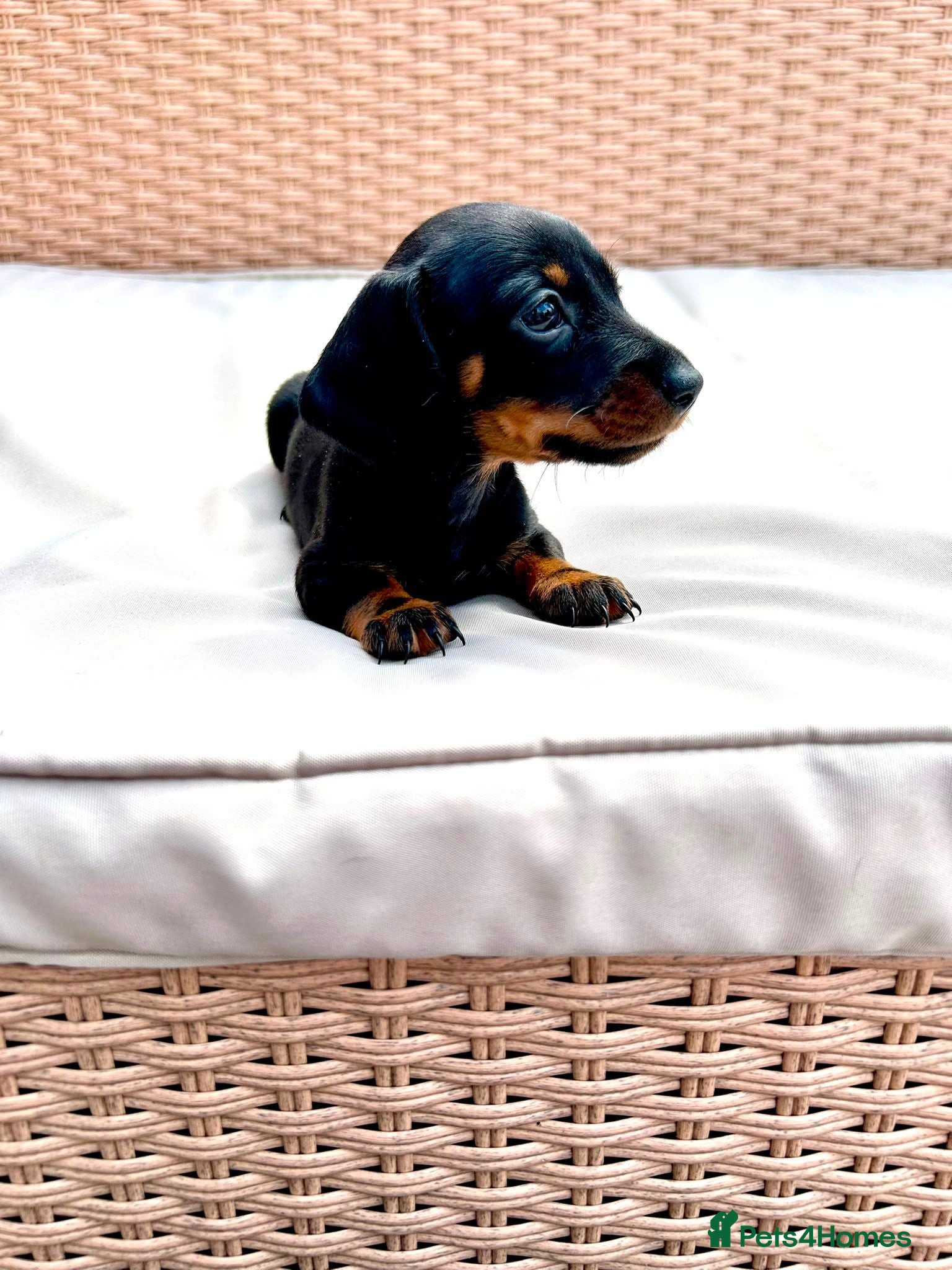 Miniature Dachshund dogs READY FOR NEW HOME 1 Left - Adorable Sausage Pup - Advert 14