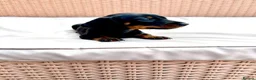 Miniature Dachshund dogs for sale: 7 Adorable Sausage Pups Ready 13th August (4 LEFT) - Advert 5
