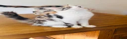 Maine Coon cats for sale: Pure bred Maine coon Kittens  - Advert 15