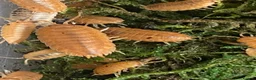 Isopods invertebrates for sale: Orange isopods, Porcelio Laevis,  Clean Up Crew - Advert 6