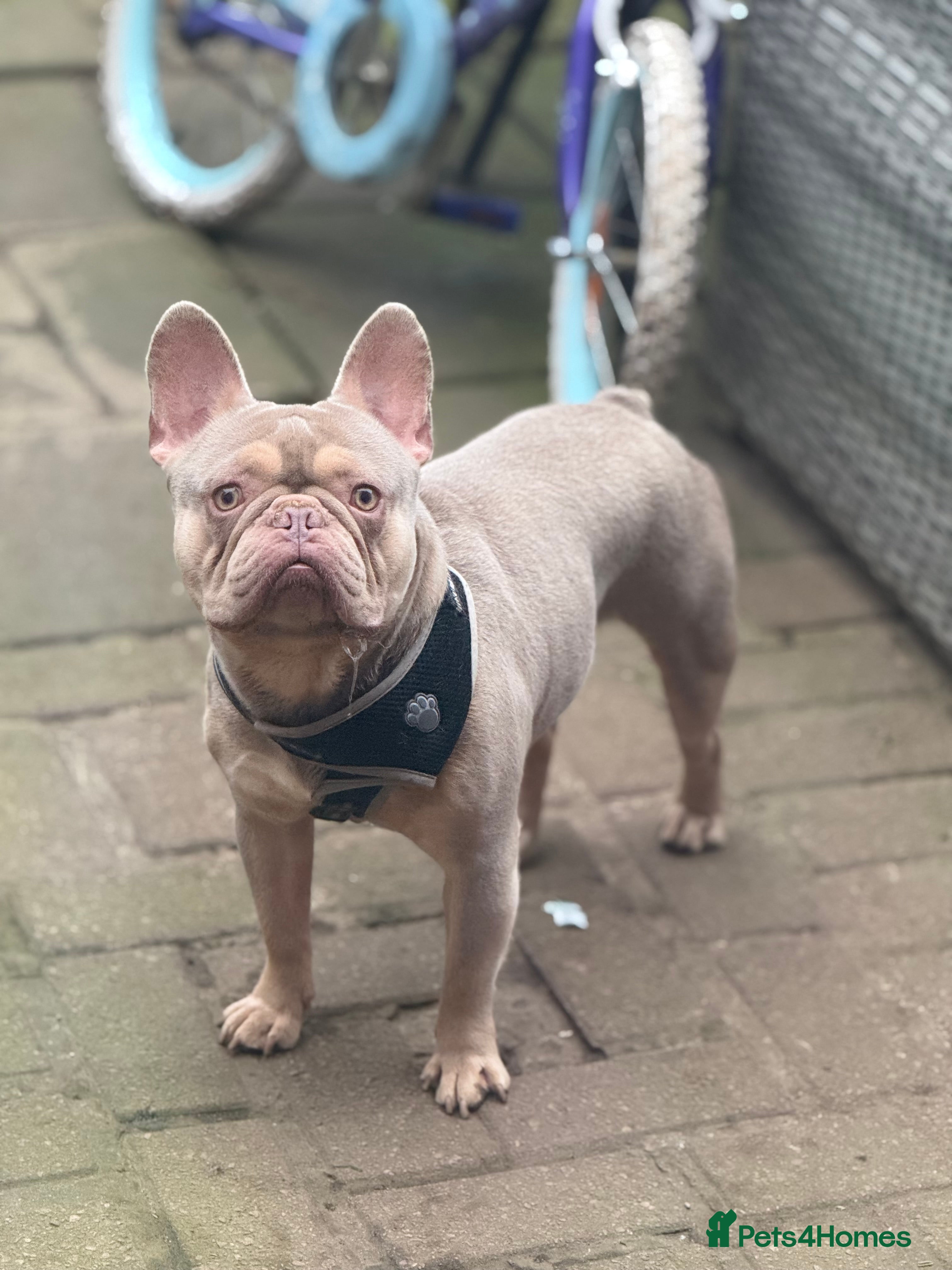 French Bulldog dogs Ova and Gucci in Hemel Hempstead - Advert 1