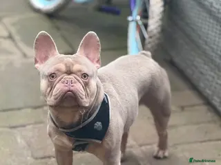 French Bulldog dogs Ova and Gucci in Hemel Hempstead - Advert 1