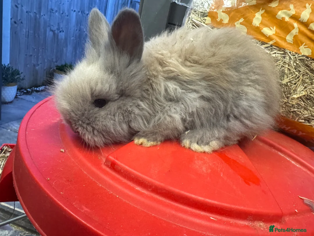 Angora rabbits for sale: Full face Angora babies - Advert 1