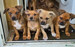 Mixed Breed dogs for sale: 💎 Stunning Brindle Bully Pups – Rare, Ready Now! - Image 2