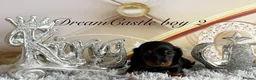 Miniature Dachshund dogs for sale: Adorable miniature datchund Kc reg boys available  - Advert 20