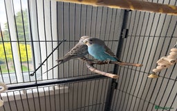 Budgerigars birds for sale: Budgie pair and cage bundle  - Image 4