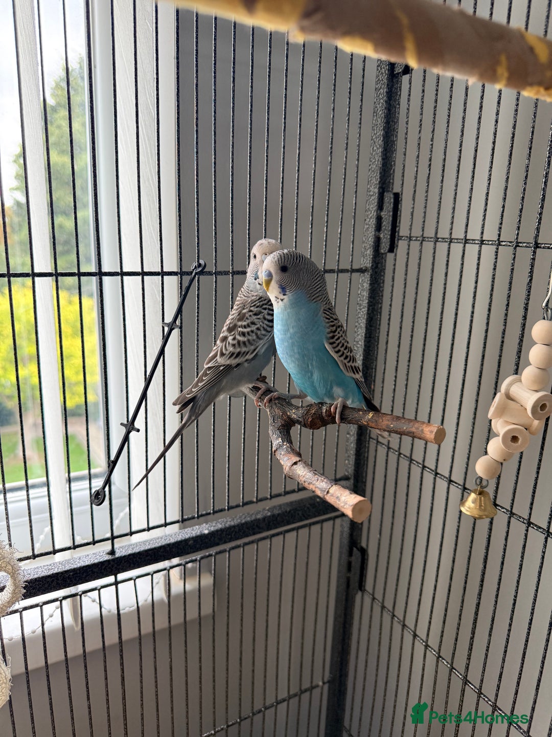 Budgerigars birds for sale: Budgie pair and cage bundle  - Image 4