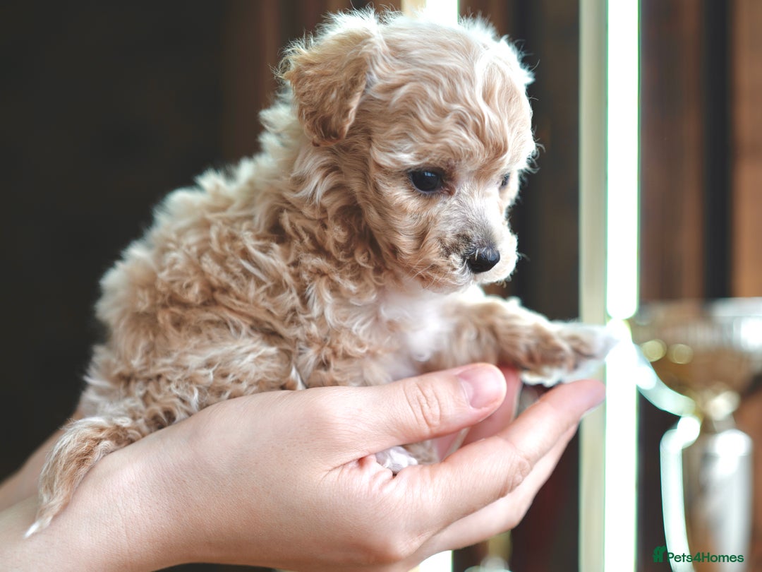 Maltipoo dogs for sale: Maltipoo mini boys and girls - Image 12