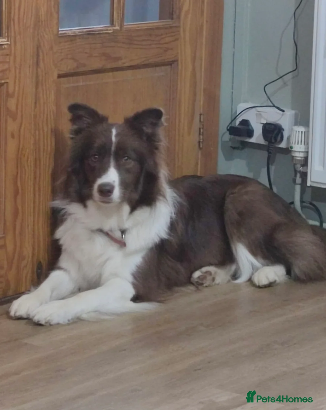 Border Collie dogs for sale: Exceptional KC Reg Border collie pups - Advert 3