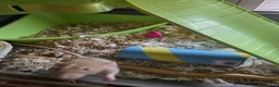 Rat rodents for sale: Pair of Female Dumbo Rats with large enclosure - Advert 12