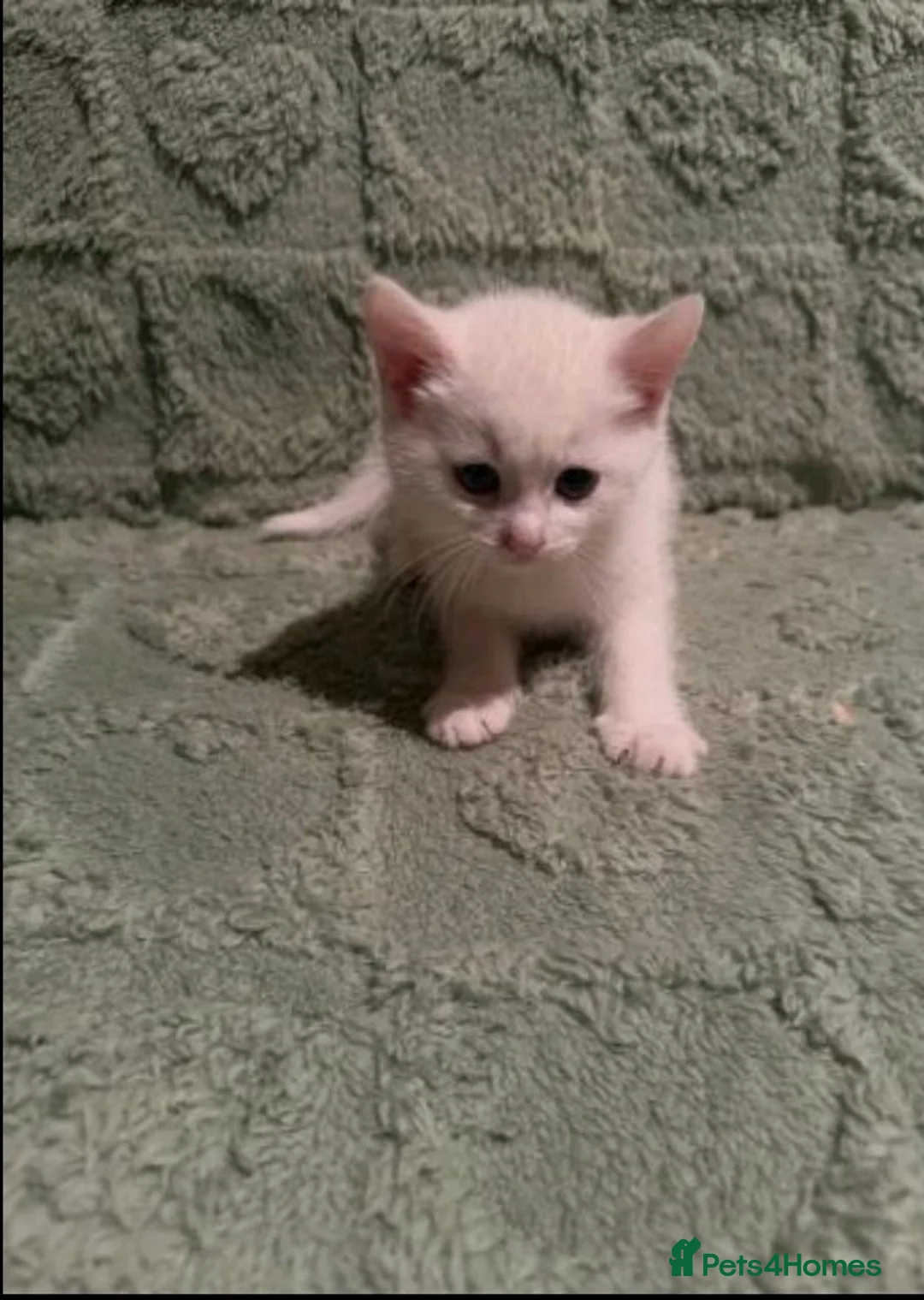 Mixed Breed cats for sale: Adorable kittens sale - Advert 9