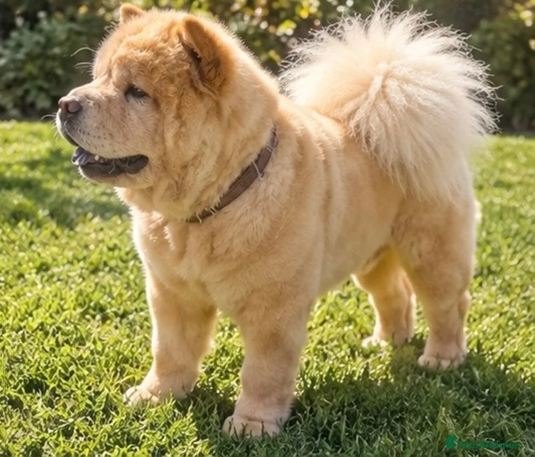 Chow Chow dogs for sale: Luna one year old in Birmingham - Advert 1