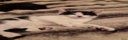 Mixed Breed cats for sale: Unique Black and White "Frosted" Bicolor kittens - Advert 5