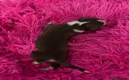 Australian Shepherd dogs for sale: Beautiful Australian Shepherd KC registration🥰 - Image 21