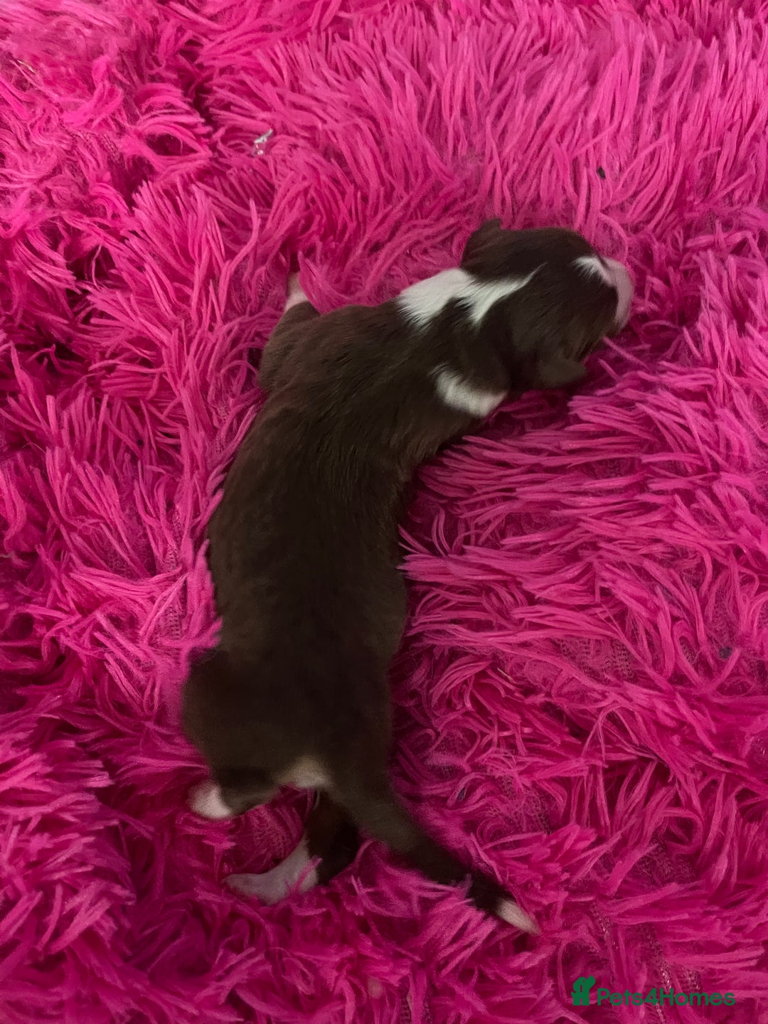 Australian Shepherd dogs for sale: Beautiful Australian Shepherd KC registration🥰 - Image 21
