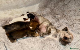 Chihuahua dogs for sale: Tiny Chihuahua girls  - Image 9