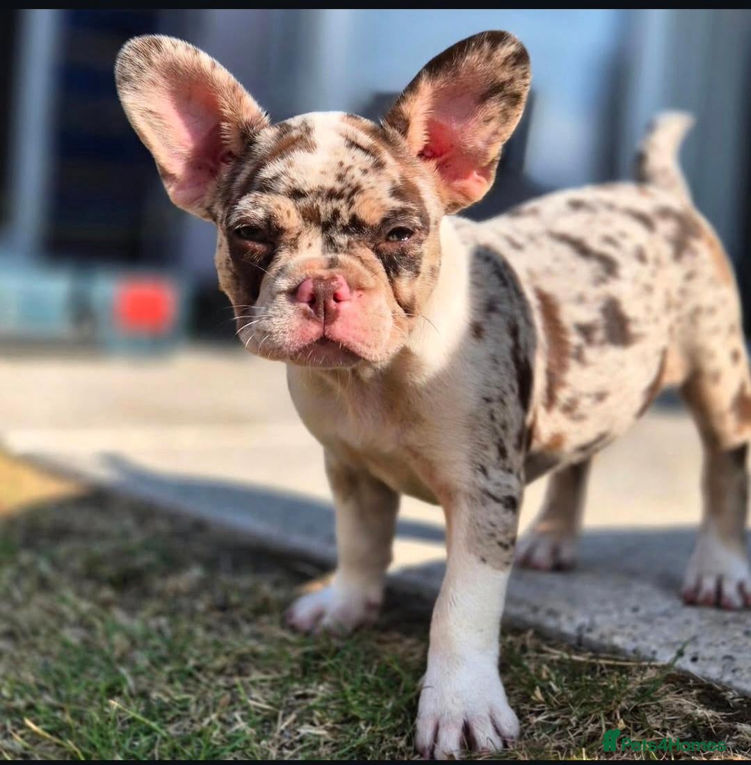 French Bulldog dogs Female Rojo merle puppy  - Advert 1