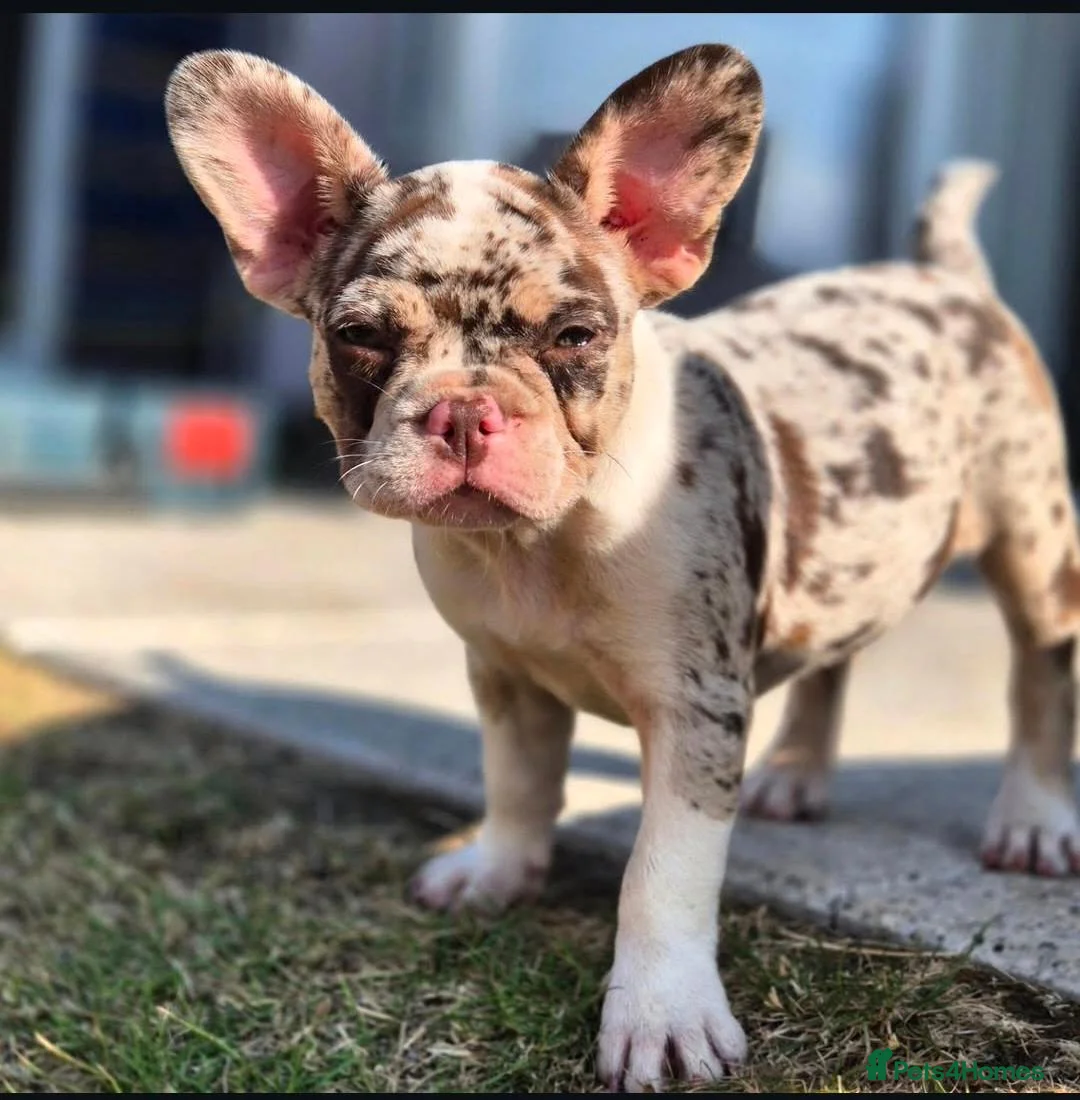 French Bulldog dogs for sale: Female Rojo merle puppy  - Advert 1
