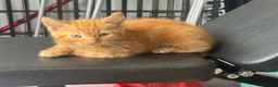 Mixed Breed cats for sale: 3 kittens for sale, light ginger already reserved. in Huntingdon - Advert 2