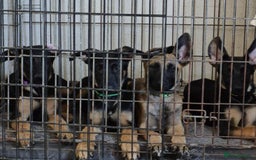 Mixed Breed dogs for sale: Four lovely puppies for sale  Price Reduced!!! in Ramsgate - Image 1
