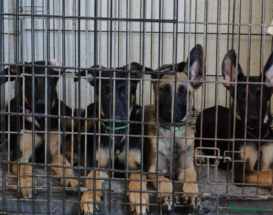 Mixed Breed dogs for sale: Four lovely puppies for sale  Price Reduced!!! in Ramsgate - Image 1