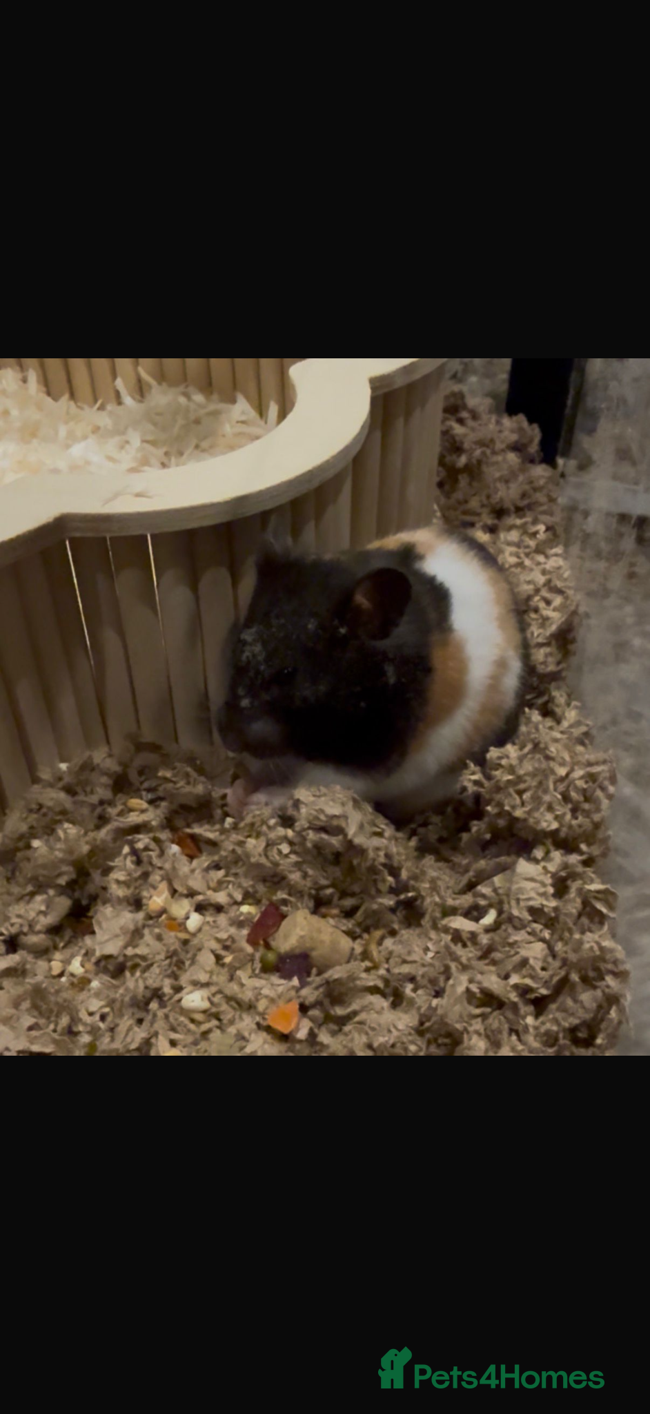 Hamster rodents Beautiful Syrian Hamster and full set up - Advert 17