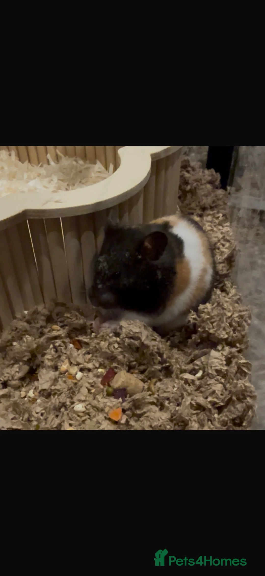 Hamster rodents for sale: Beautiful Syrian Hamster and full set up in Hemel Hempstead - Advert 1