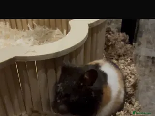 Hamster rodents Beautiful Syrian Hamster and full set up - Advert 17