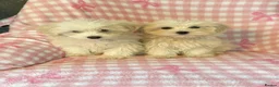 Mixed Breed dogs for sale: Cotonoodle pups ready now fully vaccinated  - Advert 10