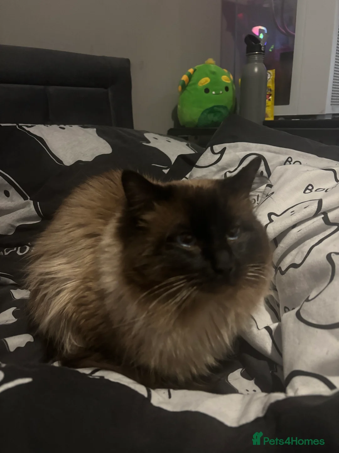 Ragdoll cats for sale: Male ragdoll cat  - Advert 7