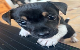 Jack Russell dogs for sale: Jack Russell Puppies for sale - Image 3