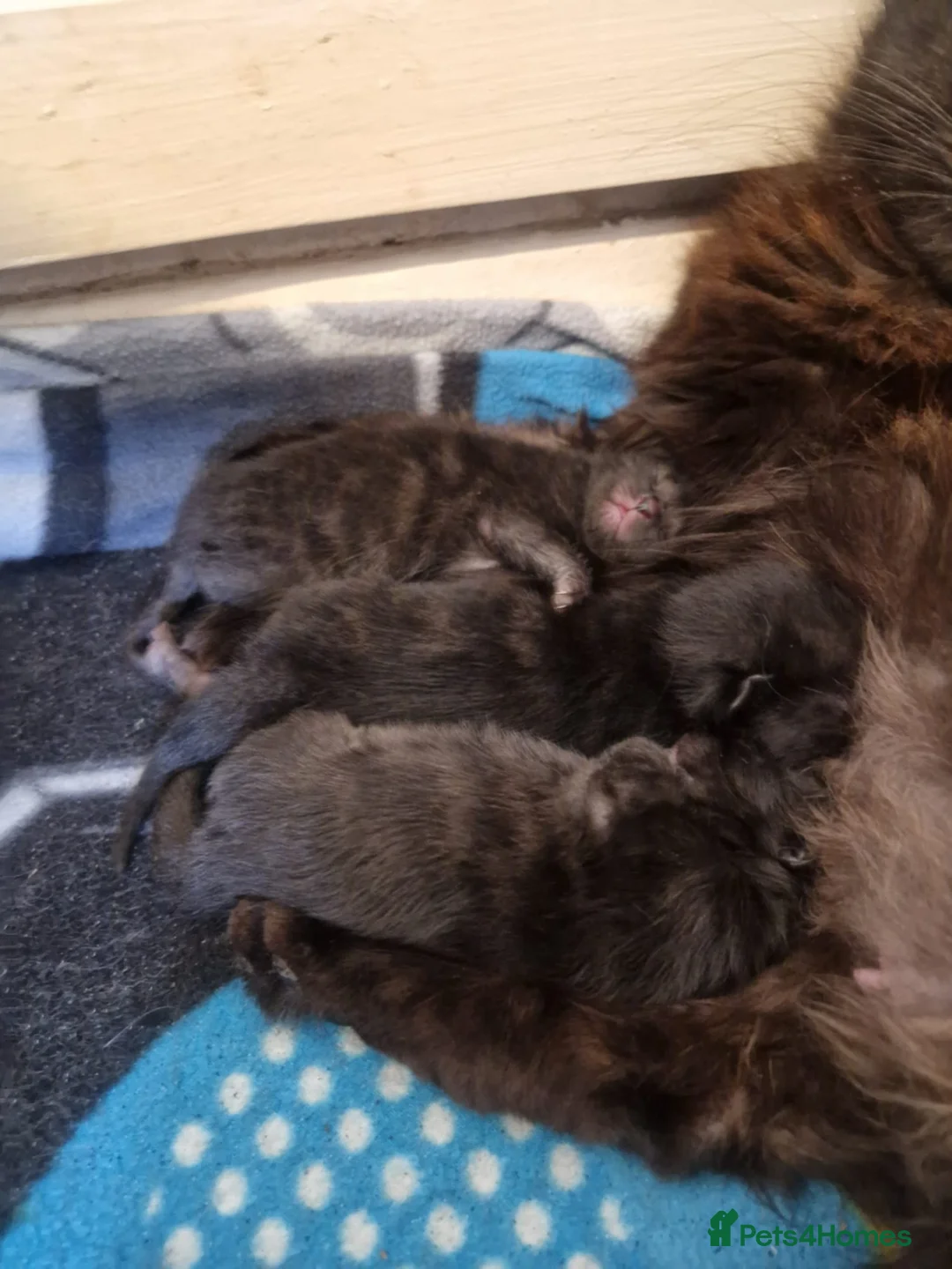 Mixed Breed cats for sale: Kittens for sale - Advert 2