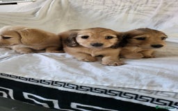 Dachshund dogs for sale: Miniature dachshunds - Image 32