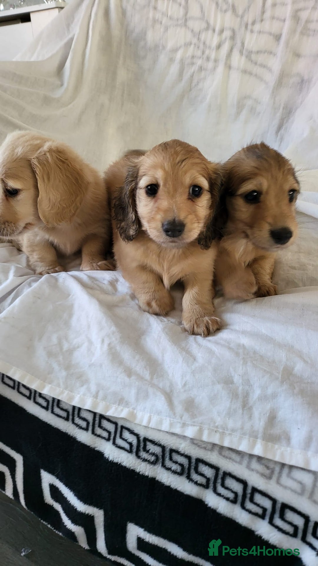 Dachshund dogs for sale: Miniature dachshunds - Image 32