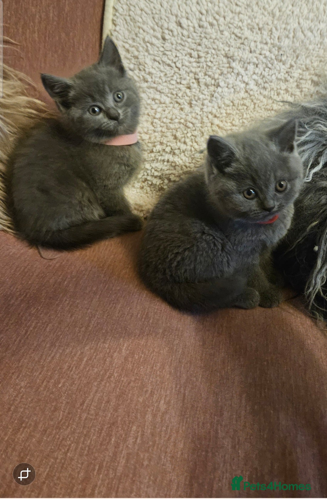 British Shorthair cats for sale: BRITISH SHORTHAIR X SCOTTISH FOLD - Image 6